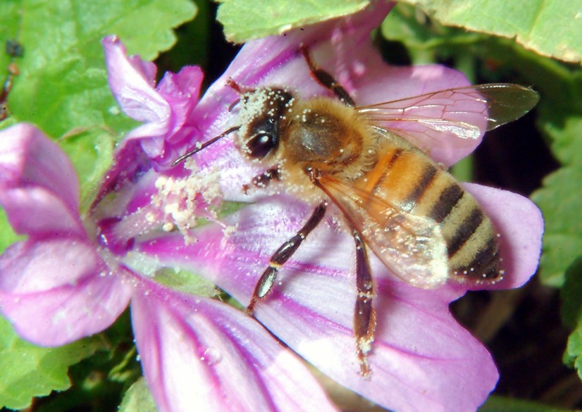 Sirfide da determinare: Sphaerophoria taeniata?